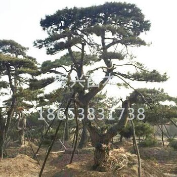 造型油松種植批發(fā)基地