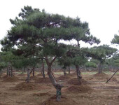 山东泰山景松种植销售基地