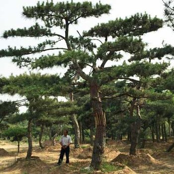 山東造型黑松種植基地出售