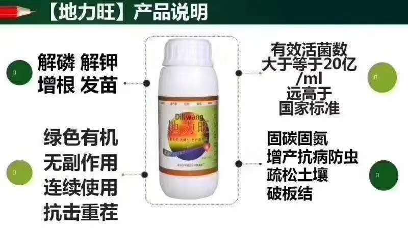 蓝莓根腐病的防治方案