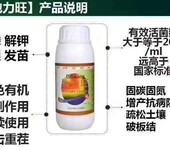 奶莓根腐病防治技术