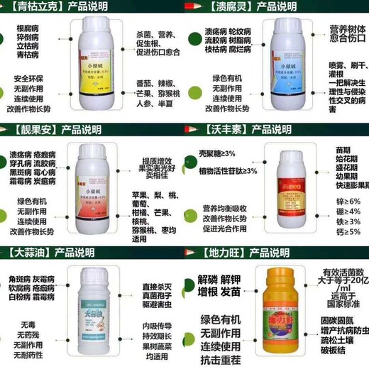 茂谷柑黄化发病症状