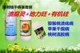 福建芒果细菌性角斑病用中草药可以彻底解决