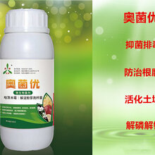 马铃薯疮痂病洋芋疮痂病土豆疮痂病专用杀菌剂青枯立克图片