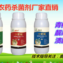 菩提树叶子果上有黑斑能打什么药?图片