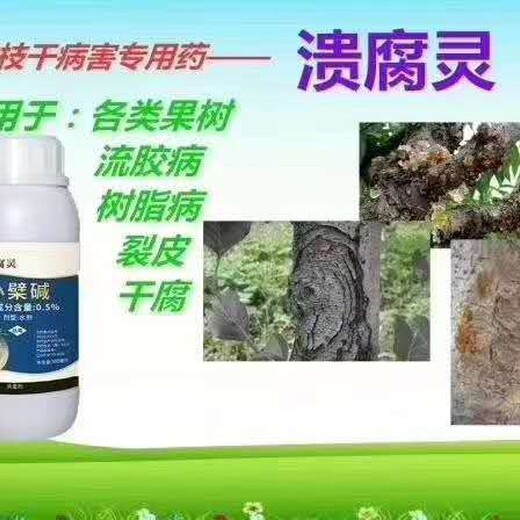 李子流膠病關鍵潰腐靈涂抹噴霧