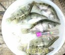 桂花鱼苗繁殖场叉尾鱼广东叉尾鱼苗桂花鱼苗资质鱼苗