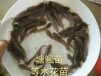 塘鲺鱼苗广东塘鲺鱼苗塘鲺水花