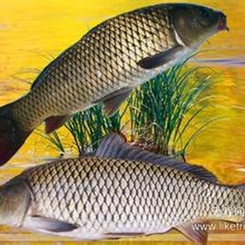 中國鯉魚苗河北鯉魚苗山西鯉魚苗遼寧鯉魚苗吉林鯉魚苗黑龍江鯉魚苗