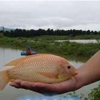 河南鱼苗湖北鱼苗湖南鱼苗广东鱼苗海南鱼苗四川鱼苗