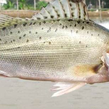 河北加州鱸魚苗山西加州鱸魚苗遼寧加州鱸魚苗吉林加州鱸魚苗黑龍江加州鱸魚苗