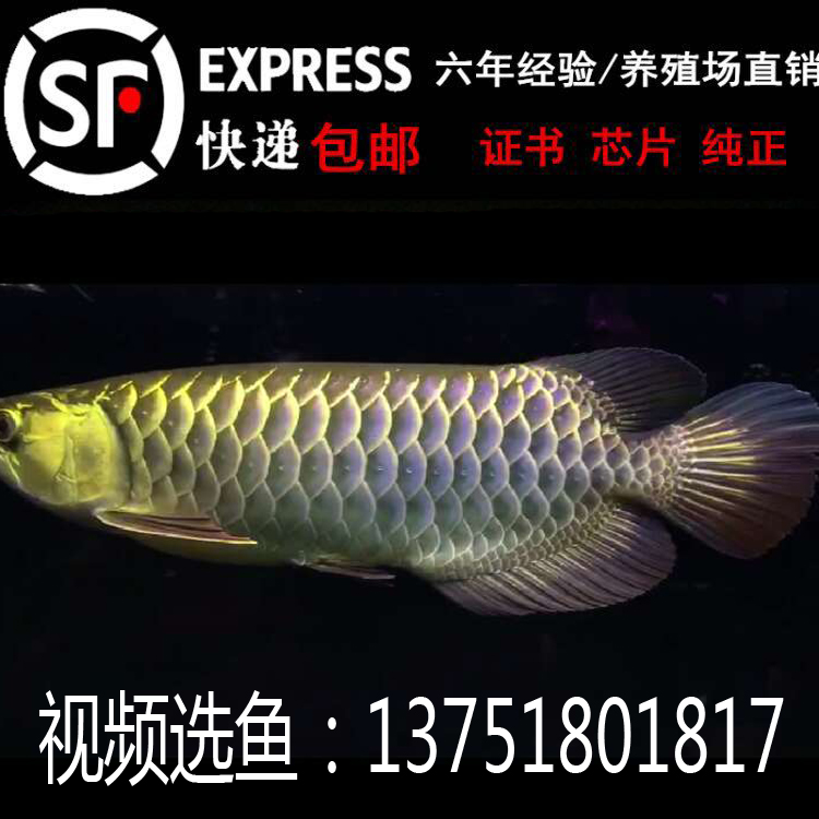红龙鱼活体红龙鱼20公分高清视频