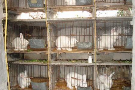 母羊的飼料，母羊料-羊吃什么下奶多又快-廣昌
