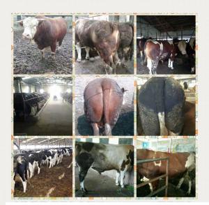 犊牛的饲料配方-犊牛精料饲喂量-兰州永登县