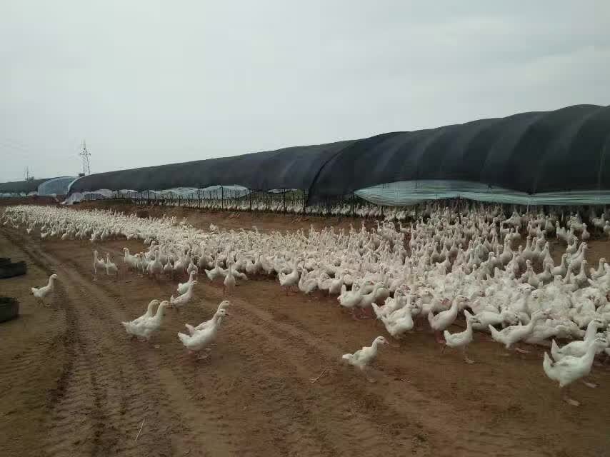 肉鹅吃什么羽毛长得快-肉食鹅育肥时候喂什么长得快-实惠的