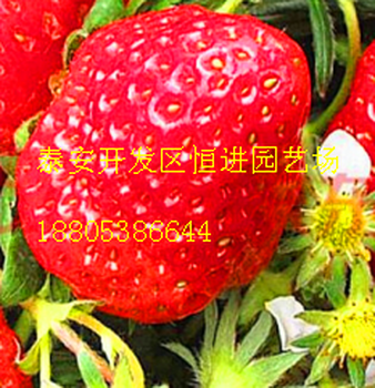 草莓的苗哪里有賣丨牛奶，牛奶草莓苗多少錢了丨草莓苗怎么種植