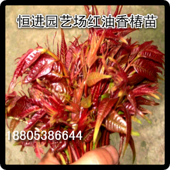 美國高產(chǎn)紅油香椿苗價格丨1公分紅油香椿苗價格