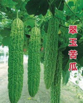 翠玉一號(hào)苦瓜種子生長(zhǎng)旺盛