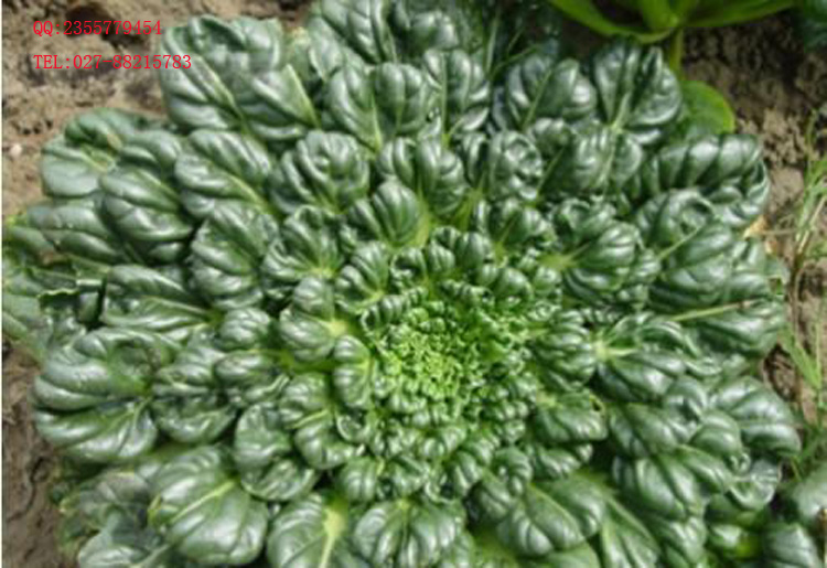 供应黑矮小牡丹白菜种子(乌塌菜)