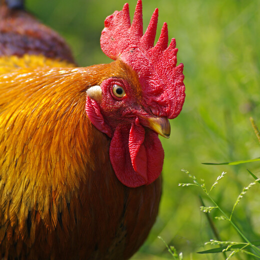 养柴鸡如何快速催肥增重，冠红毛亮，养的又肥又大呢？