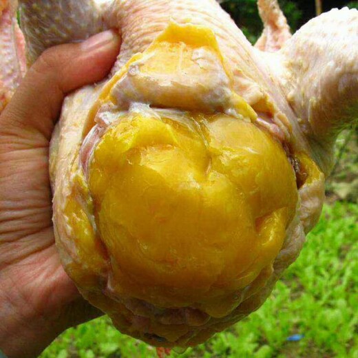 老母鸡快速长黄油就用达龙油黄肽长黄油黄皮黄脚