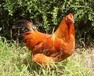 合理催肥增重方法你知道嗎養雞快速催肥增重的方法
