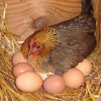 提高鸡的产蛋率，蛋鸡想要提高产蛋量的方法