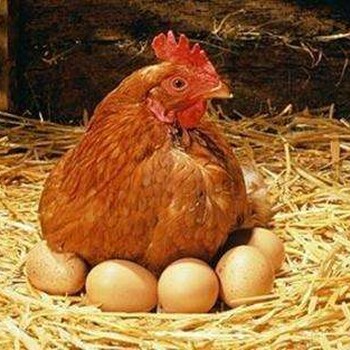增加鸡产蛋量的方法，鸡吃什么下蛋率高