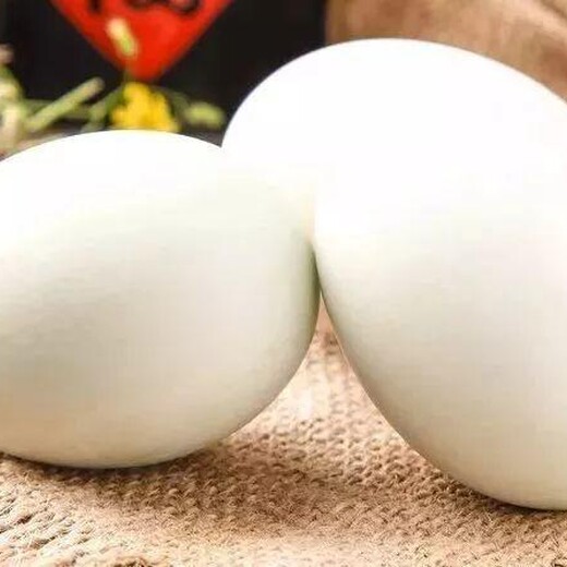 鹅产蛋量上不去什么原因提高鹅产蛋绝招产蛋期鹅采食量下降