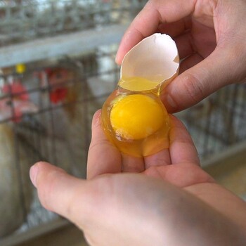 鸡生软壳蛋的原因， 提高蛋鸡产蛋率的方法