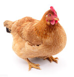 怎么鸡快速长黄油，母鸡吃什么能催肥增重黄油黄皮黄脚图片4