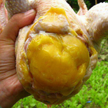 怎么鸡快速长黄油，母鸡吃什么能催肥增重黄油黄皮黄脚图片2