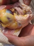 怎么鸡快速长黄油，母鸡吃什么能催肥增重黄油黄皮黄脚图片0