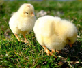 雞育肥的有效方法，雞快速催肥增重的方法，用達龍速肥美