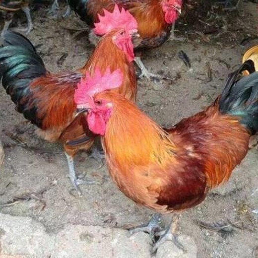 霉菌毒素对鸡群的危害鸡为什么会霉菌毒素中毒