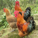 鸡催肥简单的方法鸡什么办法催肥快鸡如何快速催肥