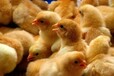 小鸡患有流感症状鸡流感怎么治疗鸡病毒性流感吃什么药治疗