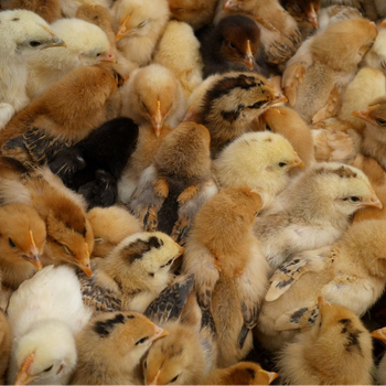 鸡感冒流感吃什么药好如何防治鸡流感感冒发烧