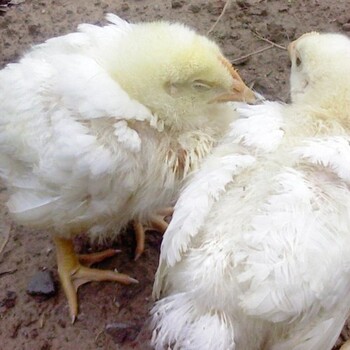 鸡流行性感冒防治方法怎么预防鸡感冒鸡感冒了如何治疗吃什么药