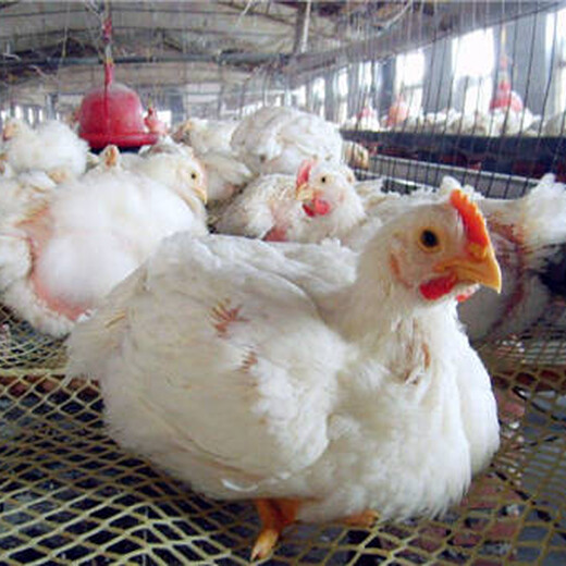 鸡气囊炎用什么药效果好鸡得了气囊炎的症状有哪些