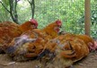 鸡感冒的症状表现有哪些如何治疗鸡早期流感症状