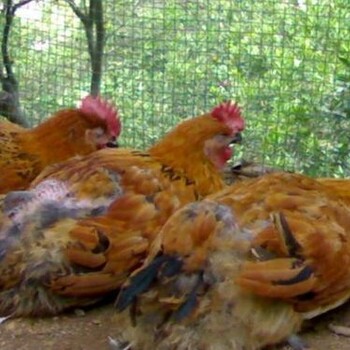 预防鸡感冒的方法鸡流鼻涕鸡感冒了用什么药