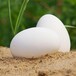 鵝的產蛋期是什么時候鵝的產蛋期是什么時候鵝多少天