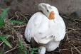 蛋鹅多久可以产蛋蛋鹅下蛋鹅产蛋需要多长时间