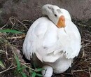 提高鹅产蛋率的方法鹅产蛋多产蛋大什么鹅让鹅产蛋的方法图片