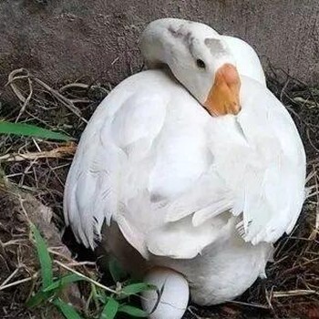 蛋鹅多久可以产蛋蛋鹅下蛋几年就淘汰了鹅多长时间可以下蛋