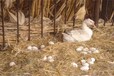 鹅产蛋率低的原因提高鹅产蛋绝招怎么增加鹅的产蛋量