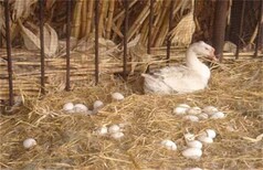 蛋鹅多久可以产蛋蛋鹅下蛋几年就淘汰了鹅多长时间可以下蛋图片1
