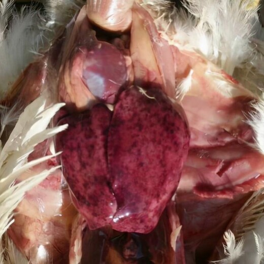 鸡弧菌性肝炎怎么治疗鸡得了肝炎用什么药好
