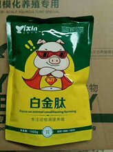 猪吃什么长的快日长3斤图片